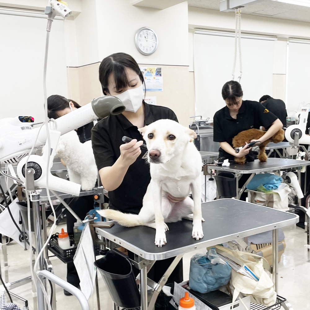 たくさんの犬種が来てくれます！